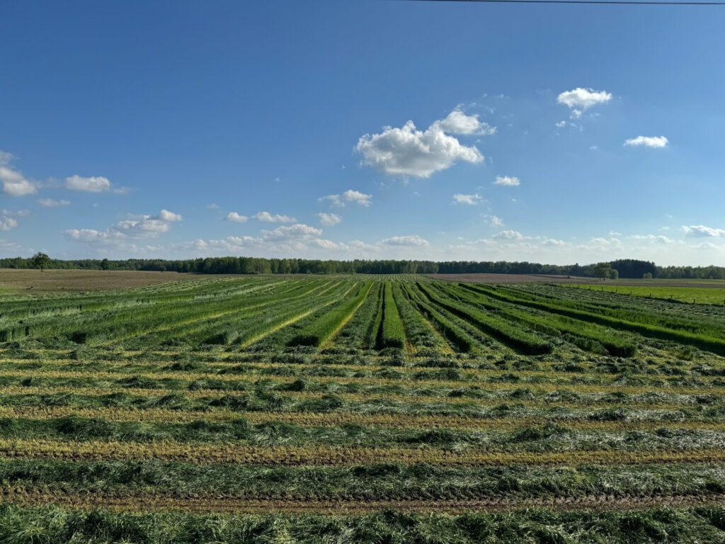 A vast, green field stretches to the horizon under a clear blue sky with fluffy clouds. Dense forest lines the field's edge.