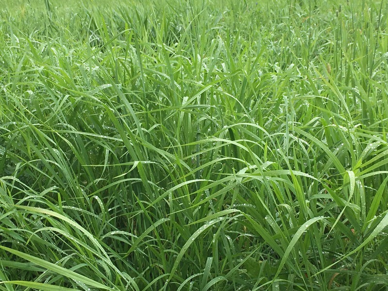 Close-up of lush green grass with droplets of water, indicating recent rain. No landmarks or historical buildings are visible.