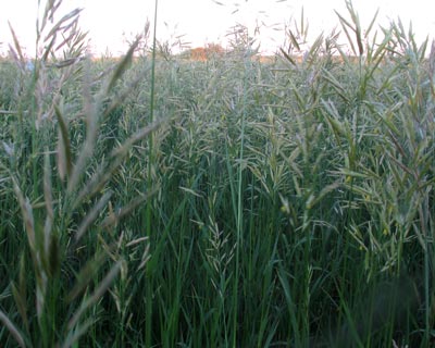 The image shows a close-up of a field of tall green grass, with no visible landmarks or historical buildings in the background.