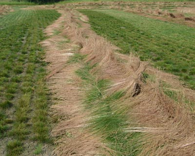 A green field with rows of cut hay drying in the sun, likely on a farm. Trees visible in the background.