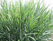 A close-up image of tall, green grass with long, thin blades and a slightly blurred background. No landmarks or historical buildings are visible.