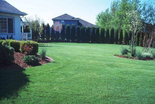 A well-maintained backyard with lush green grass, trees, shrubs, and a house with a porch; surrounded by a tall hedge.