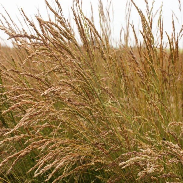 Close-up view of tall, golden grasses swaying in the wind in a field with overcast skies, no landmarks or buildings visible.