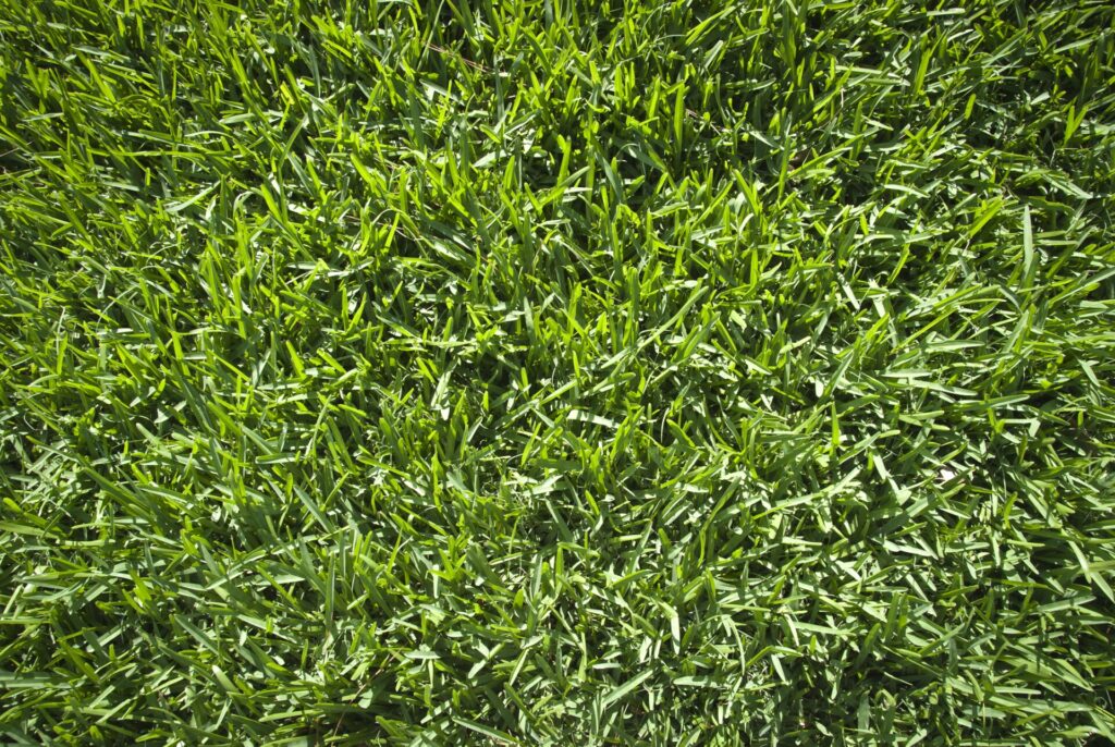 A close-up photograph of lush, green grass. There are no people, landmarks, or buildings visible in the image. The scene is purely natural.