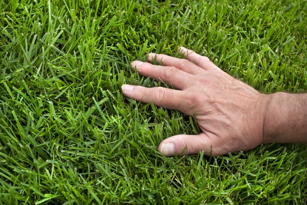 A person’s hand touches lush, green grass, showing the texture and vibrancy of a well-maintained lawn.