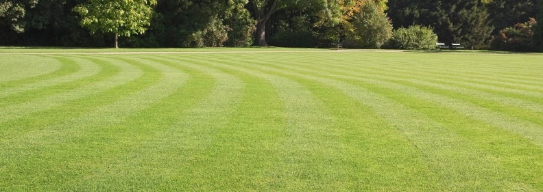 A well-maintained, striped green lawn in a park with trees and benches in the background, on a sunny day.