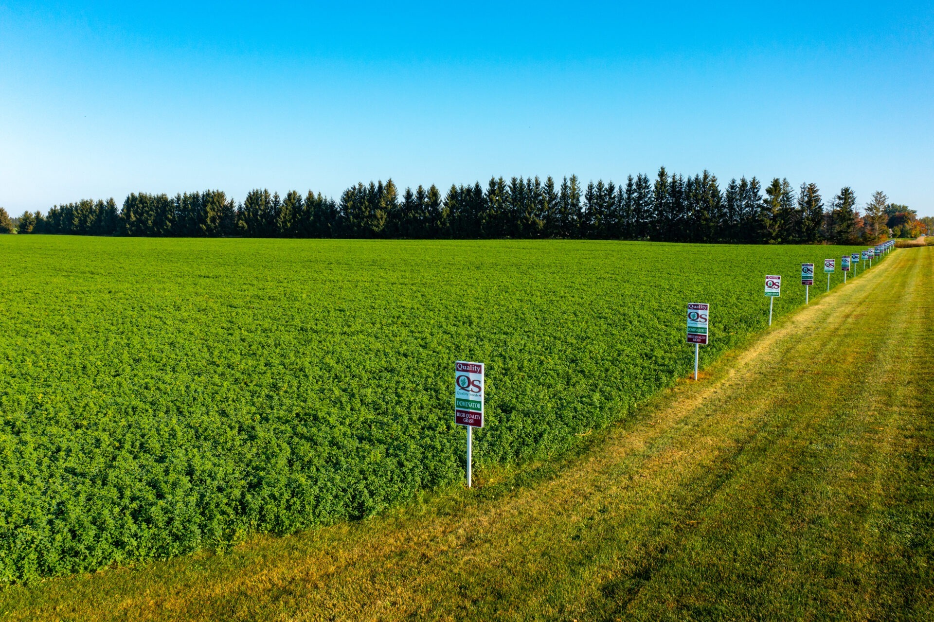 A vast green field with numerous signs lines a pathway; tall trees form a dense forest in the background under a clear blue sky.