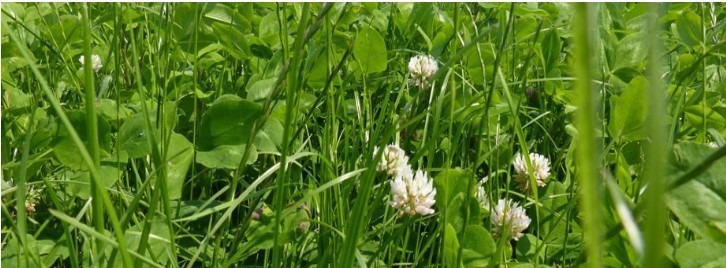 Close-up of a lush green field with blooming clover flowers. No landmarks or historical buildings are visible.