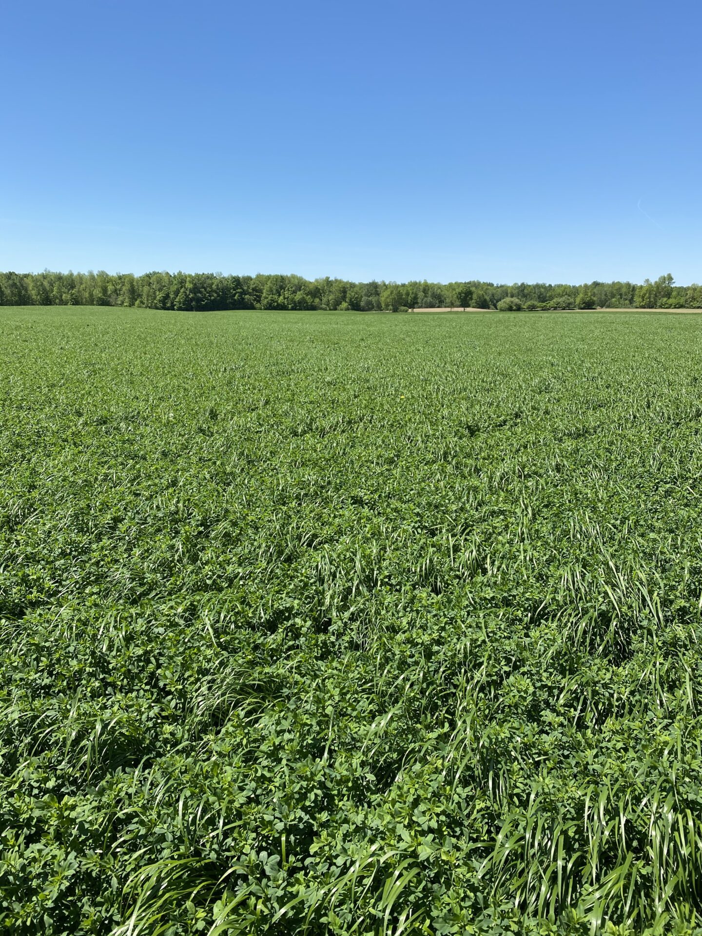 A vast, lush green field under a clear blue sky, with a distant tree line marking the horizon. No landmarks or buildings visible.