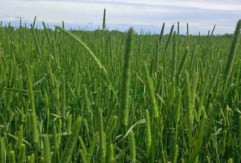 A vast, green field is seen under a cloudy sky. The image is a close-up view of lush, tall grass extending into the horizon.